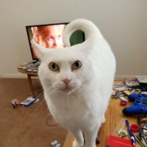 Meet your Posher, Jared